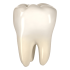 tooth